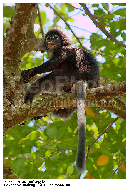 Animalia, Anthropoidea, Cercopithecidae, Cercopithecinae, Chordata, Colobinae, Euarchontoglires, Haplorhini, Macaca, Macaca , Macacus, Mammalia, Presbytis, Presbytis entellus, Primates, Primates Linnaeus, Simiae, haplorrhines, lungoor, primatis, ��������, �������� ��������, ������, �������, ������, ������������, ��������, ��������, �����������, �������������, ���������������, ����������, ������������, �����������, ������, �������, �������������, ���������, ��������� ��������, ������, ���������, ��������, ������, ���������, �����, ����� �������, ������ ������, �����, ��������, ��������, ����������, �����, ������, ������������, ������, ����������, ��������, ���������, ��������, ������, ������ ����������, �������, �����, ������, �������, ���������, ���������, ���������, �����������, ������, ������, �������, �����������, �����������, �����������, �����������, ������ � �����, �������������, �������������, �����, ������, ������, ������������, ��������, ��������, ��������, �������������, �������������, �����, �����, XYZ, �����������, Cercopithecidae, ������� ��������, Trachypithecus obscurus, Semnopithecus obscurus, Presbytis obscurus