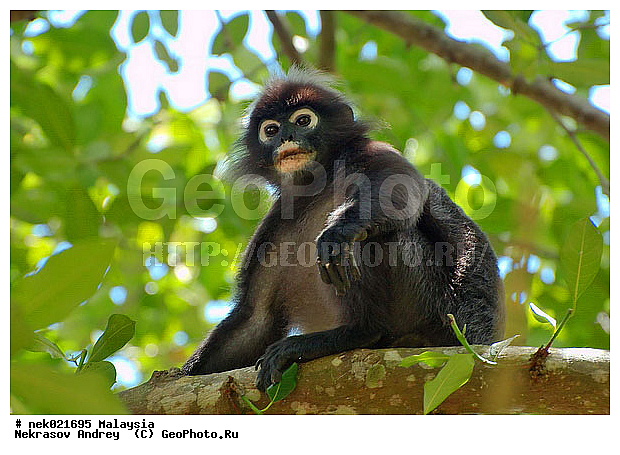 Animalia, Anthropoidea, Cercopithecidae, Cercopithecinae, Chordata, Colobinae, Euarchontoglires, Haplorhini, Macaca, Macaca , Macacus, Mammalia, Presbytis, Presbytis entellus, Primates, Primates Linnaeus, Simiae, haplorrhines, lungoor, primatis, ��������, �������� ��������, ������, �������, ������, ������������, ��������, ��������, �����������, �������������, ���������������, ����������, ������������, �����������, ������, �������, �������������, ���������, ��������� ��������, ������, ���������, ��������, ������, ���������, �����, ����� �������, ������ ������, �����, ��������, ��������, ����������, �����, ������, ������������, ������, ����������, ��������, ���������, ��������, ������, ������ ����������, �������, �����, ������, �������, ���������, ���������, ���������, �����������, ������, ������, �������, �����������, �����������, �����������, �����������, ������ � �����, �������������, �������������, �����, ������, ������, ������������, ��������, ��������, ��������, �������������, �������������, �����, �����, XYZ, �����������, Cercopithecidae, ������� ��������, Trachypithecus obscurus, Semnopithecus obscurus, Presbytis obscurus