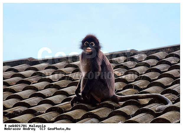 Animalia, Anthropoidea, Cercopithecidae, Cercopithecinae, Chordata, Colobinae, Euarchontoglires, Haplorhini, Macaca, Macaca , Macacus, Mammalia, Presbytis, Presbytis entellus, Primates, Primates Linnaeus, Simiae, haplorrhines, lungoor, primatis, ��������, �������� ��������, ������, �������, ������, ������������, ��������, ��������, �����������, �������������, ���������������, ����������, ������������, �����������, ������, �������, �������������, ���������, ��������� ��������, ������, ���������, ��������, ������, ���������, �����, ����� �������, ������ ������, �����, ��������, ��������, ����������, �����, ������, ������������, ������, ����������, ��������, ���������, ��������, ������, ������ ����������, �������, �����, ������, �������, ���������, ���������, ���������, �����������, ������, ������, �������, �����������, �����������, �����������, �����������, ������ � �����, �������������, �������������, �����, ������, ������, ������������, ��������, ��������, ��������, �������������, �������������, �����, �����, XYZ, �����������, Cercopithecidae, ������� ��������, Trachypithecus obscurus, Semnopithecus obscurus, Presbytis obscurus