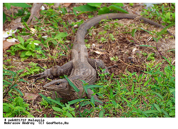 Lacertilia, Sauria, Squamata, Varanidae, Varanus, Varanus Merrem, �����, ������, ��������, �������� ��������, ��������� ������, ������������, ��������, ����������, ��������������, ������, ������, ��������, ����������, ����, �������, �������, ������, ���������, �����, ����� �������, ������, �������, �������, �������, ������ ������, �����, ��������, ��������, ����������, ������������, ������, ����������, ������, ������ ����������, ������ ������, �������, �����, ������, �������, ���������, ���������, ���������, �����������, ��������, ��������, ������, ������, �������, �����������, �����������, �����������, �����������, ������ � �����, �������������, �������������, �����, ������, ������, ������������, ��������, �����