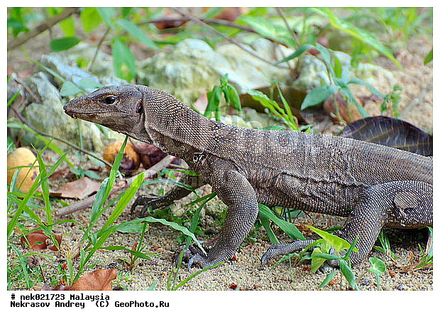 Lacertilia, Sauria, Squamata, Varanidae, Varanus, Varanus Merrem, �����, ������, ��������, �������� ��������, ��������� ������, ������������, ��������, ����������, ��������������, ������, ������, ��������, ����������, ����, �������, �������, ������, ���������, �����, ����� �������, ������, �������, �������, �������, ������ ������, �����, ��������, ��������, ����������, ������������, ������, ����������, ������, ������ ����������, ������ ������, �������, �����, ������, �������, ���������, ���������, ���������, �����������, ��������, ��������, ������, ������, �������, �����������, �����������, �����������, �����������, ������ � �����, �������������, �������������, �����, ������, ������, ������������, ��������, �����