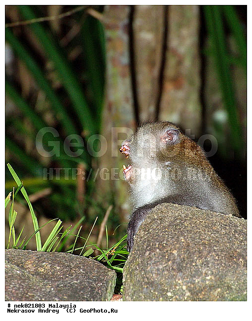 Anthropoidea, Cercopithecidae, Cercopithecinae, Euarchontoglires, Haplorhini, Macaca, Macaca fascicularis , Macacus, Primates, Primates Linnaeus, Simiae, haplorrhines, primatis, ��������, �������� ��������, ������, ������������, ��������, �����������, �������������, ���������������, ������������, �����������, ������, �������, ������, �������������, ���������, ��������� ��������, ������, ���������, ��������, �������� �����, ������, ���������, �����, ����� �������, ������������� �����, ������ ������, �����, ��������, ��������, ����������, ������, ������ �������, ������������, ������, ����������, ��������, ���������, ��������, ������, ������ ������, �������, �����, ������, �������, ���������, ���������, ���������, �����������, ������, ������, �������, �����������, �����������, �����������, �����������, ������ � �����, �������������, �������������, �����, ������, ������, ������������, ��������