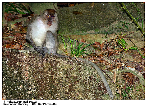 Anthropoidea, Cercopithecidae, Cercopithecinae, Euarchontoglires, Haplorhini, Macaca, Macaca fascicularis , Macacus, Primates, Primates Linnaeus, Simiae, haplorrhines, primatis, ��������, �������� ��������, ������, ������������, ��������, �����������, �������������, ���������������, ������������, �����������, ������, �������, ������, �������������, ���������, ��������� ��������, ������, ���������, ��������, �������� �����, ������, ���������, �����, ����� �������, ������������� �����, ������ ������, �����, ��������, ��������, ����������, ������, ������ �������, ������������, ������, ����������, ��������, ���������, ��������, ������, ������ ������, �������, �����, ������, �������, ���������, ���������, ���������, �����������, ������, ������, �������, �����������, �����������, �����������, �����������, ������ � �����, �������������, �������������, �����, ������, ������, ������������, ��������