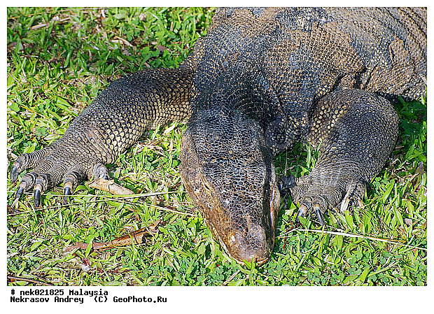 Lacertilia, Sauria, Squamata, Varanidae, Varanus, Varanus Merrem, �����, ������, ��������, �������� ��������, ��������� ������, ������������, ��������, ��������������, ������, ������, ��������, ����������, ����, �������, �������, ������, ���������, �����, ����� �������, ������, �������, �������, �������, ������ ������, �����, ��������, ��������, ����������, ������������, ������, ����������, ������, ������ ������, �������, �����, ������, �������, ���������, ���������, ���������, �����������, ��������, ��������, ������, ������, �������, �����������, �����������, �����������, �����������, ������ � �����, �������������, �������������, �����, ������, ������, ������������, ��������, �����