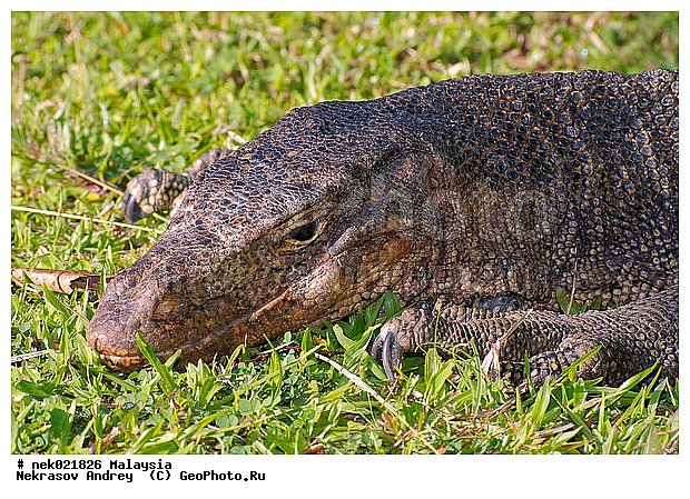 , Lacertilia, Sauria, Squamata, Varanidae, Varanus, Varanus Merrem, �����, ������, ��������, �������� ��������, ��������� ������, ������������, ��������, ��������������, ������, ������, ��������, ����������, ����, �������, �������, ������, ���������, �����, ����� �������, ������, �������, �������, �������, ������ ������, �����, ��������, ��������, ����������, ������������, ������, ����������, ������, ������ ������, �������, �����, ������, �������, ���������, ���������, ���������, �����������, ��������, ��������, ������, ������, �������, �����������, �����������, �����������, �����������, ������ � �����, �������������, �������������, �����, ������, ������, ������������, ��������, �����