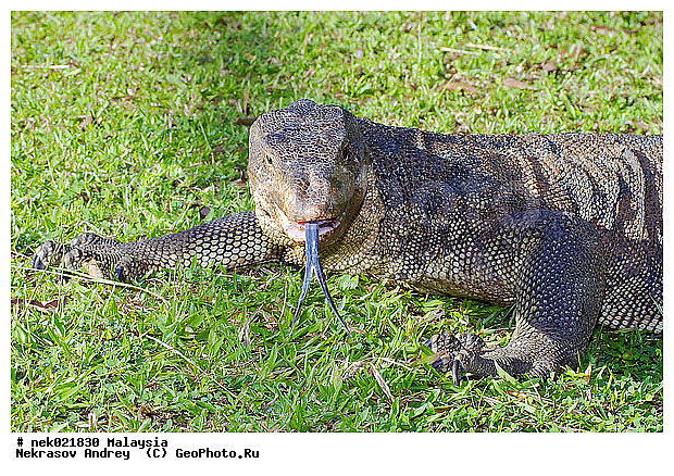 , Lacertilia, Sauria, Squamata, Varanidae, Varanus, Varanus Merrem, �����, ������, ��������, �������� ��������, ��������� ������, ������������, ��������, ��������������, ������, ������, ��������, ����������, ����, �������, �������, ������, ���������, �����, ����� �������, ������, �������, �������, �������, ������ ������, �����, ��������, ��������, ����������, ������������, ������, ����������, ������, ������ ������, �������, �����, ������, �������, ���������, ���������, ���������, �����������, ��������, ��������, ������, ������, �������, �����������, �����������, �����������, �����������, ������ � �����, �������������, �������������, �����, ������, ������, ������������, ��������, �����