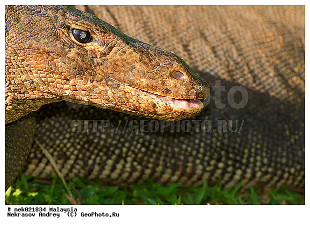 , Lacertilia, Sauria, Squamata, Varanidae, Varanus, Varanus Merrem, �����, ������, ��������, �������� ��������, ��������� ������, ������������, ��������, ��������������, ������, ������, ��������, ����������, ����, �������, �������, ������, ���������, �����, ����� �������, ������, �������, �������, �������, ������ ������, �����, ��������, ��������, ����������, ������������, ������, ����������, ������, ������ ������, �������, �����, ������, �������, ���������, ���������, ���������, �����������, ��������, ��������, ������, ������, �������, �����������, �����������, �����������, �����������, ������ � �����, �������������, �������������, �����, ������, ������, ������������, ��������, �����