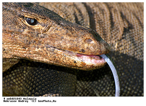 , Lacertilia, Sauria, Squamata, Varanidae, Varanus, Varanus Merrem, �����, ������, ��������, �������� ��������, ��������� ������, ������������, ��������, ��������������, ������, ������, ��������, ����������, ����, �������, �������, ������, ���������, �����, ����� �������, ������, �������, �������, �������, ������ ������, �����, ��������, ��������, ����������, ������������, ������, ����������, ������, ������ ������, �������, �����, ������, �������, ���������, ���������, ���������, �����������, ��������, ��������, ������, ������, �������, �����������, �����������, �����������, �����������, ������ � �����, �������������, �������������, �����, ������, ������, ������������, ��������, �����