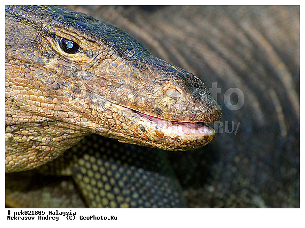 , Lacertilia, Sauria, Squamata, Varanidae, Varanus, Varanus Merrem, �����, ������, ��������, �������� ��������, ��������� ������, ������������, ��������, ��������������, ������, ������, ��������, ����������, ����, �������, �������, ������, ���������, �����, ����� �������, ������, �������, �������, �������, ������ ������, �����, ��������, ��������, ����������, ������������, ������, ����������, ������, ������ ������, �������, �����, ������, �������, ���������, ���������, ���������, �����������, ��������, ��������, ������, ������, �������, �����������, �����������, �����������, �����������, ������ � �����, �������������, �������������, �����, ������, ������, ������������, ��������, �����