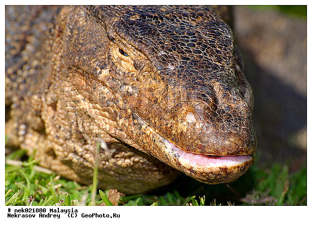 , Lacertilia, Sauria, Squamata, Varanidae, Varanus, Varanus Merrem, �����, ������, ��������, �������� ��������, ��������� ������, ������������, ��������, ��������������, ������, ������, ��������, ����������, ����, �������, �������, ������, ���������, �����, ����� �������, ������, �������, �������, �������, ������ ������, �����, ��������, ��������, ����������, ������������, ������, ����������, ������, ������ ������, �������, �����, ������, �������, ���������, ���������, ���������, �����������, ��������, ��������, ������, ������, �������, �����������, �����������, �����������, �����������, ������ � �����, �������������, �������������, �����, ������, ������, ������������, ��������, �����