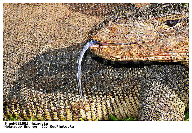 , Lacertilia, Sauria, Squamata, Varanidae, Varanus, Varanus Merrem, �����, ������, ��������, �������� ��������, ��������� ������, ������������, ��������, ��������������, ������, ������, ��������, ����������, ����, �������, �������, ������, ���������, �����, ����� �������, ������, �������, �������, �������, ������ ������, �����, ��������, ��������, ����������, ������������, ������, ����������, ������, ������ ������, �������, �����, ������, �������, ���������, ���������, ���������, �����������, ��������, ��������, ������, ������, �������, �����������, �����������, �����������, �����������, ������ � �����, �������������, �������������, �����, ������, ������, ������������, ��������, �����