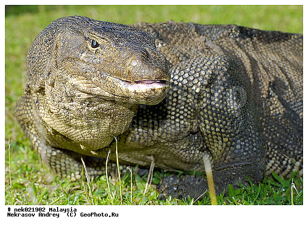 , Lacertilia, Sauria, Squamata, Varanidae, Varanus, Varanus Merrem, �����, ������, ��������, �������� ��������, ��������� ������, ������������, ��������, ��������������, ������, ������, ��������, ����������, ����, �������, �������, ������, ���������, �����, ����� �������, ������, �������, �������, �������, ������ ������, �����, ��������, ��������, ����������, ������������, ������, ����������, ������, ������ ������, �������, �����, ������, �������, ���������, ���������, ���������, �����������, ��������, ��������, ������, ������, �������, �����������, �����������, �����������, �����������, ������ � �����, �������������, �������������, �����, ������, ������, ������������, ��������, �����
