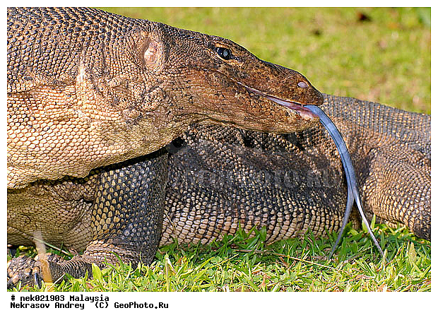, Lacertilia, Sauria, Squamata, Varanidae, Varanus, Varanus Merrem, �����, ������, ��������, �������� ��������, ��������� ������, ������������, ��������, ��������������, ������, ������, ��������, ����������, ����, �������, �������, ������, ���������, �����, ����� �������, ������, �������, �������, �������, ������ ������, �����, ��������, ��������, ����������, ������������, ������, ����������, ������, ������ ������, �������, �����, ������, �������, ���������, ���������, ���������, �����������, ��������, ��������, ������, ������, �������, �����������, �����������, �����������, �����������, ������ � �����, �������������, �������������, �����, ������, ������, ������������, ��������, �����
