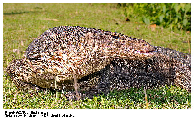 , Lacertilia, Sauria, Squamata, Varanidae, Varanus, Varanus Merrem, �����, ������, ��������, �������� ��������, ��������� ������, ������������, ��������, ��������������, ������, ������, ��������, ����������, ����, �������, �������, ������, ���������, �����, ����� �������, ������, �������, �������, �������, ������ ������, �����, ��������, ��������, ����������, ������������, ������, ����������, ������, ������ ������, �������, �����, ������, �������, ���������, ���������, ���������, �����������, ��������, ��������, ������, ������, �������, �����������, �����������, �����������, �����������, ������ � �����, �������������, �������������, �����, ������, ������, ������������, ��������, �����