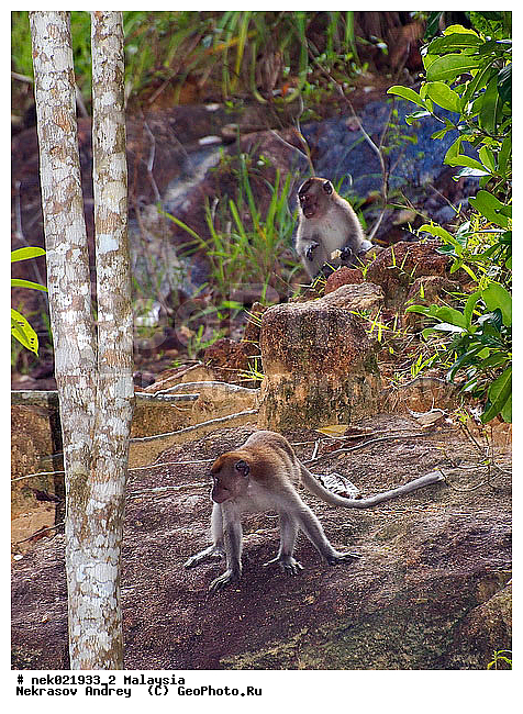 Anthropoidea, Cercopithecidae, Cercopithecinae, Euarchontoglires, Haplorhini, Macaca, Macaca fascicularis, Macacus, Primates, Primates Linnaeus, Simiae, haplorrhines, primatis, ��������, �������� �������� , ������, ������������, ��������, �����������, �������������, ���������������, ����������, ������������, �����������, ������, �������, ������, �������������, ���������, ��������� ��������, ������, ���������, ��������, �������� �����, ������, ������, ������, ���������, ���, ����, �����, ����� �������, ������������� �����, ������ ������, �����, ��������, ��������, ����������, ������, ������ �������, ������������, ������, ����������, ��������, ���������, ��������, ������ ������, �����, ������, ����, �������, ���������, ���������, ���������, �����������, ������, ������, �������, �����������, �����������, �����������, �����������, ������ � �����, �������������, �������������, �����, ������, ������, ������������, ��������