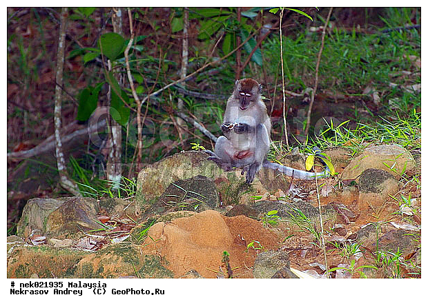 Anthropoidea, Cercopithecidae, Cercopithecinae, Euarchontoglires, Haplorhini, Macaca, Macaca fascicularis, Macacus, Primates, Primates Linnaeus, Simiae, haplorrhines, primatis, ��������, �������� �������� , ������, ������������, ��������, �����������, �������������, ���������������, ����������, ������������, �����������, ������, �������, ������, �������������, ���������, ��������� ��������, ������, ���������, ��������, �������� �����, ������, ���������, �����, ����� �������, ������������� �����, ������ ������, �����, ��������, ��������, ����������, ������, ������ �������, ������������, ������, ����������, ��������, ���������, ��������, ������ ������, �����, ������, �������, ���������, ���������, ���������, �����������, ������, ������, �������, �����������, �����������, �����������, �����������, ������ � �����, �������������, �������������, �����, ������, ������, ������������, ��������