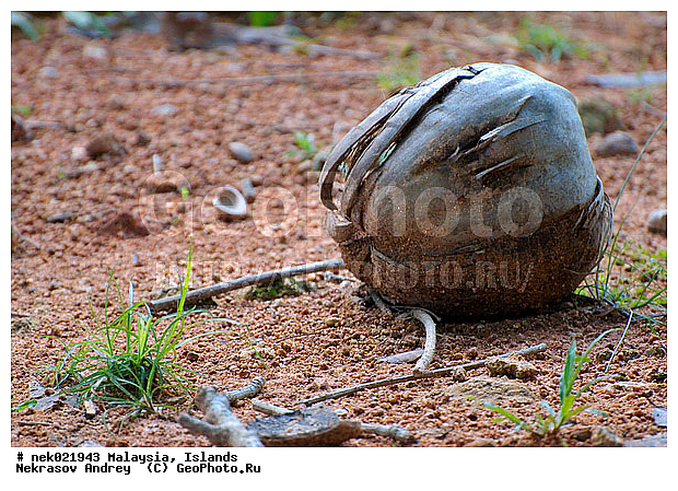 Cocos, Cocos nucifera, ��������� ������, ��������, �����������, ���������, ����, ���������������, ��������, ������, ����-��������� ����, ���������, ������ ������, �����, ��������� ����, ����, ������, ����, ������, ������ ������, �������, �����, �������, �����������, ������, ������, ����������� �����, ����������� ����, ������ � �����