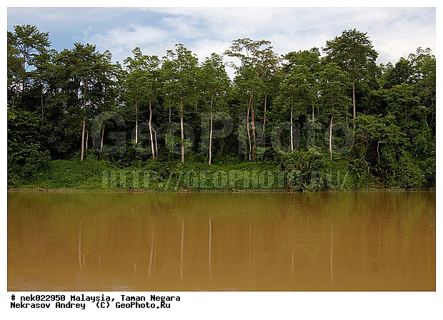 Taman Negara, ��������, ����� ������, ������, ����, ���������, �������, ������ ������, ��������, ����������, ���������� Taman Negara, ���������� ����� ������, ������, �����, �������, �����������, ��������������, ����, ������, ������, �������, ����������� ���, ������ � �����