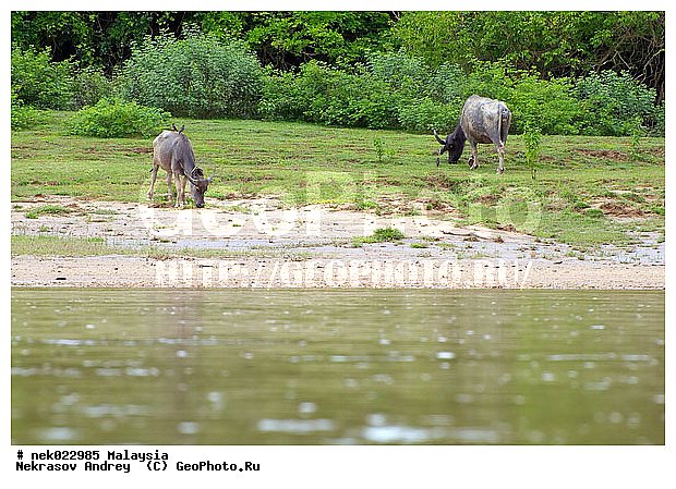 Taman Negara, ��������, �������� ��������, ������������, ��������, ������, ������, ������, ������, ���������, ���, ����, �����, ����� �������, ������ ������, �����, ��������, ��������, ����������, ������������, ������, ����������, �����, ������, ����, �������, ���������, ���������, ���������, �����������, ������, ������, �������, �����������, �����������, �����������, �����������, ������ � �����, �������������, �������������, �����, ������, ������, ������������, ��������