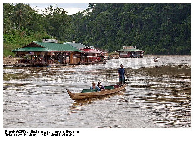 Taman Negara, ��������, ����� ������, ������, ����, ���������, �������, ������ ������, ��������, ����������, ���������� Taman Negara, ���������� ����� ������, ������, �����, �������, �����������, ��������������, ����, ������, ������, �������, ����������� ���, ������ � �����