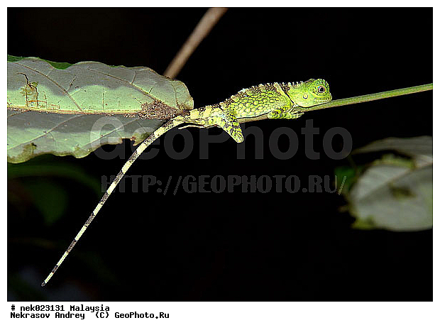 Lacertilia, Sauria, Squamata, Taman Negara, ��������, �������� ��������, ������������, ��������, ��������������, ������, ��������, ����������, ����, �������, �������, ������, ���������, �����, ����� �������, ������ ������, �����, ��������, ��������, ����������, ������������, ������, ����������, �����, ������, �������, ���������, ���������, ���������, �����������, ��������, ��������, ������, ������, �������, �����������, �����������, �����������, �����������, ������ � �����, �������������, �������������, �����, ������, ������, ������������, ��������, �����