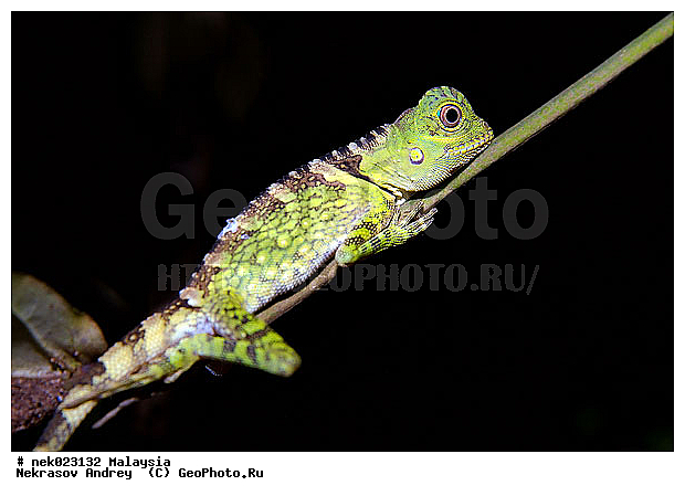 Lacertilia, Sauria, Squamata, Taman Negara, ��������, �������� ��������, ������������, ��������, ��������������, ������, ��������, ����������, ����, �������, �������, ������, ���������, �����, ����� �������, ������ ������, �����, ��������, ��������, ����������, ������������, ������, ����������, �����, ������, �������, ���������, ���������, ���������, �����������, ��������, ��������, ������, ������, �������, �����������, �����������, �����������, �����������, ������ � �����, �������������, �������������, �����, ������, ������, ������������, ��������, �����