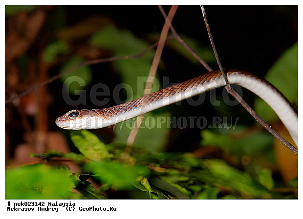 Lacertilia, Sauria, Squamata, Taman Negara, ��������, �������� ��������, ������������, ��������, ��������������, ������, ��������, ����������, ����, �������, �������, ������, ���������, �����, ����� �������, ������ ������, �����, ��������, ��������, ����������, ������������, ������, ����������, �����, ������, �������, ���������, ���������, ���������, �����������, ��������, ��������, ������, ������, �������, �����������, �����������, �����������, �����������, ������ � �����, �������������, �������������, �����, ������, ������, ������������, ��������, �����