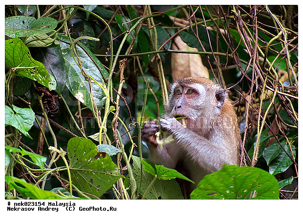 Anthropoidea, Cercopithecidae, Cercopithecinae, Euarchontoglires, Haplorhini, Macaca, Macaca fascicularis , Macacus, Primates, Primates Linnaeus, Simiae, Taman Negara, haplorrhines, primatis, ��������, �������� ��������, ������, ������������, ��������, �����������, �������������, ���������������, ������������, �����������, ������, �������, �������������, ���������, ��������� ��������, ������, ���������, ��������, �������� �����, ������, ���������, �����, ����� �������, ������������� �����, ������ ������, �����, ��������, ��������, ����������, ������, ������ �������, ������������, ������, ����������, ��������, ���������, ��������, �����, ������, �������, ���������, ���������, ���������, �����������, ������, ������, �������, �����������, �����������, �����������, �����������, ������ � �����, �������������, �������������, �����, ������, ������, ������������, ��������