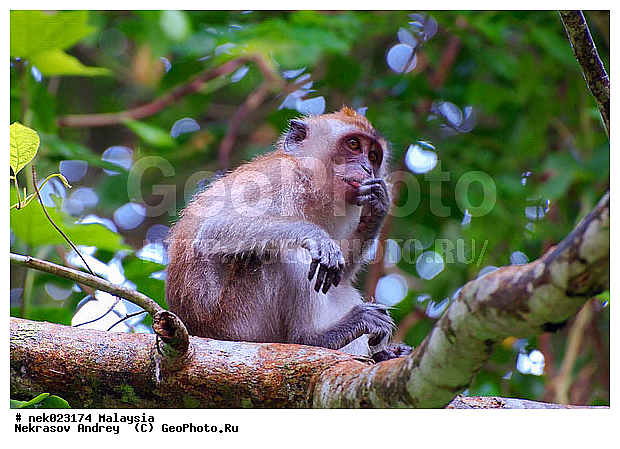 Anthropoidea, Cercopithecidae, Cercopithecinae, Euarchontoglires, Haplorhini, Macaca, Macaca fascicularis , Macacus, Primates, Primates Linnaeus, Simiae, Taman Negara, haplorrhines, primatis, ��������, �������� ��������, ������, ������������, ��������, �����������, �������������, ���������������, ������������, �����������, ������, �������, �������������, ���������, ��������� ��������, ������, ���������, ��������, �������� �����, ������, ���������, �����, ����� �������, ������������� �����, ������ ������, �����, ��������, ��������, ����������, ������, ������ �������, ������������, ������, ����������, ��������, ���������, ��������, �����, ������, �������, ���������, ���������, ���������, �����������, ������, ������, �������, �����������, �����������, �����������, �����������, ������ � �����, �������������, �������������, �����, ������, ������, ������������, ��������