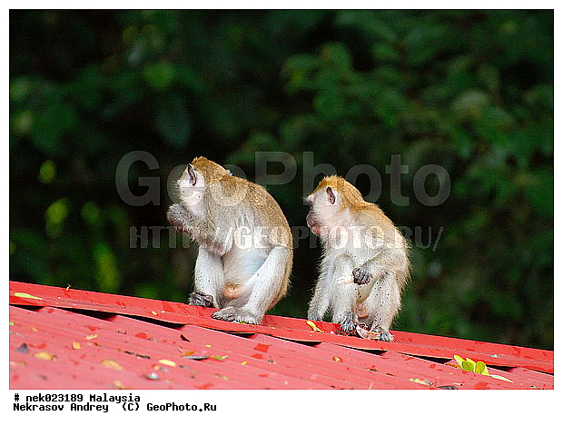 Anthropoidea, Cercopithecidae, Cercopithecinae, Euarchontoglires, Haplorhini, Macaca, Macaca fascicularis , Macacus, Primates, Primates Linnaeus, Simiae, Taman Negara, haplorrhines, primatis, ��������, �������� ��������, ������, ������������, ��������, �����������, �������������, ���������������, ������������, �����������, ������, �������, �������������, ���������, ��������� ��������, ������, ���������, ��������, �������� �����, ������, ������, ������, ���������, ���, ����, �����, ����� �������, ������������� �����, ������ ������, �����, ��������, ��������, ����������, ������, ������ �������, ������������, ������, ����������, ��������, ���������, ��������, �����, ������, ����, �������, ���������, ���������, ���������, �����������, ������, ������, �������, �����������, �����������, �����������, �����������, ������ � �����, �������������, �������������, �����, ������, ������, ������������, ��������