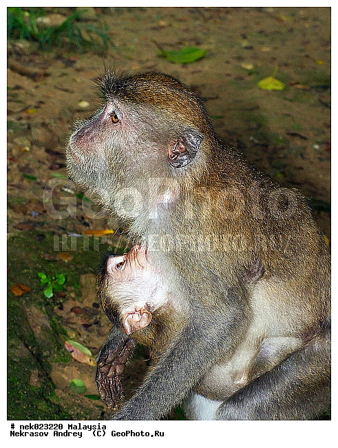 Anthropoidea, Cercopithecidae, Cercopithecinae, Euarchontoglires, Haplorhini, Macaca, Macaca fascicularis, Macacus, Primates, Primates Linnaeus, Simiae, Taman Negara , haplorrhines, primatis, ��������, �������� ��������, ������, ������������, ��������, �����������, �������������, ���������������, ������������, �����������, ������, �������, �������������, ���������, ��������� ��������, ������, ���������, ��������, �������� �����, ������, ������, ������, ���������, ���, ����, �����, ����� �������, ������������� �����, ������ ������, �����, ��������, ��������, ����������, ������, ������ �������, ������������, ������, ����������, ��������, ���������, ��������, �����, ������, ����, �������, ���������, ���������, ���������, �����������, ������, ������, �������, �����������, �����������, �����������, �����������, ������ � �����, �������������, �������������, �����, ������, ������, ������������, ��������