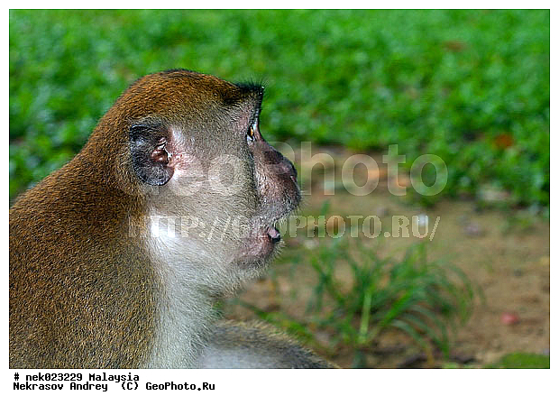 Anthropoidea, Cercopithecidae, Cercopithecinae, Euarchontoglires, Haplorhini, Macaca, Macaca fascicularis, Macacus, Primates, Primates Linnaeus, Simiae, Taman Negara , haplorrhines, primatis, ��������, �������� ��������, ������, ������������, ��������, �����������, �������������, ���������������, ������������, �����������, ������, �������, �������������, ���������, ��������� ��������, ������, ���������, ��������, �������� �����, ������, ���������, �����, ����� �������, ������������� �����, ������ ������, �����, ��������, ��������, ����������, ������, ������ �������, ������������, ������, ����������, ��������, ���������, ��������, �����, ������, �������, ���������, ���������, ���������, �����������, ������, ������, �������, �����������, �����������, �����������, �����������, ������ � �����, �������������, �������������, �����, ������, ������, ������������, ��������