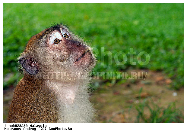 Anthropoidea, Cercopithecidae, Cercopithecinae, Euarchontoglires, Haplorhini, Macaca, Macaca fascicularis, Macacus, Primates, Primates Linnaeus, Simiae, Taman Negara , haplorrhines, primatis, ��������, �������� ��������, ������, ������������, ��������, �����������, �������������, ���������������, ������������, �����������, ������, �������, �������������, ���������, ��������� ��������, ������, ���������, ��������, �������� �����, ������, ���������, �����, ����� �������, ������������� �����, ������ ������, �����, ��������, ��������, ����������, ������, ������ �������, ������������, ������, ����������, ��������, ���������, ��������, �����, ������, �������, ���������, ���������, ���������, �����������, ������, ������, �������, �����������, �����������, �����������, �����������, ������ � �����, �������������, �������������, �����, ������, ������, ������������, ��������