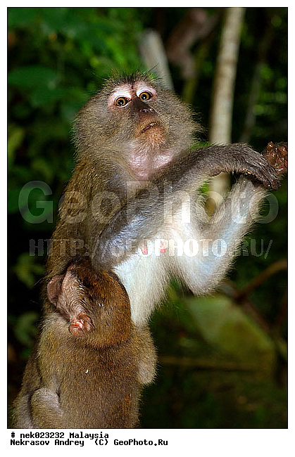 Anthropoidea, Cercopithecidae, Cercopithecinae, Euarchontoglires, Haplorhini, Macaca, Macaca fascicularis, Macacus, Primates, Primates Linnaeus, Simiae, Taman Negara , haplorrhines, primatis, ��������, �������� ��������, ������, ������������, ��������, �����������, �������������, ���������������, ������������, �����������, ������, �������, �������������, ���������, ��������� ��������, ������, ���������, ��������, �������� �����, ������, ������, ������, ���������, ���, ����, �����, ����� �������, ������������� �����, ������ ������, �����, ��������, ��������, ����������, ������, ������ �������, ������������, ������, ����������, ��������, ���������, ��������, �����, ������, ����, �������, ���������, ���������, ���������, �����������, ������, ������, �������, �����������, �����������, �����������, �����������, ������ � �����, �������������, �������������, �����, ������, ������, ������������, ��������