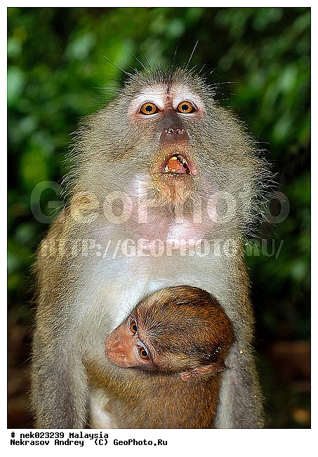 Anthropoidea, Cercopithecidae, Cercopithecinae, Euarchontoglires, Haplorhini, Macaca, Macaca fascicularis, Macacus, Primates, Primates Linnaeus, Simiae, Taman Negara , haplorrhines, primatis, ��������, �������� ��������, ������, ������������, ��������, �����������, �������������, ���������������, ������������, �����������, ������, �������, �������������, ���������, ��������� ��������, ������, ���������, ��������, �������� �����, ������, ������, ������, ������, ���������, ����, �����, ���, ����, �����, ����� �������, ������������� �����, ������ ������, �����, ��������, ��������, ����������, ������, ������, ������ �������, ������������, ������, ����������, ��������, ���������, ��������, �����, ������, ����, �������, ���������, ���������, ���������, �����������, ��������, ������, ������, �������, �����������, �����������, �����������, �����������, ������ � �����, �������������, �������������, �����, ������, ������, ������������, ��������