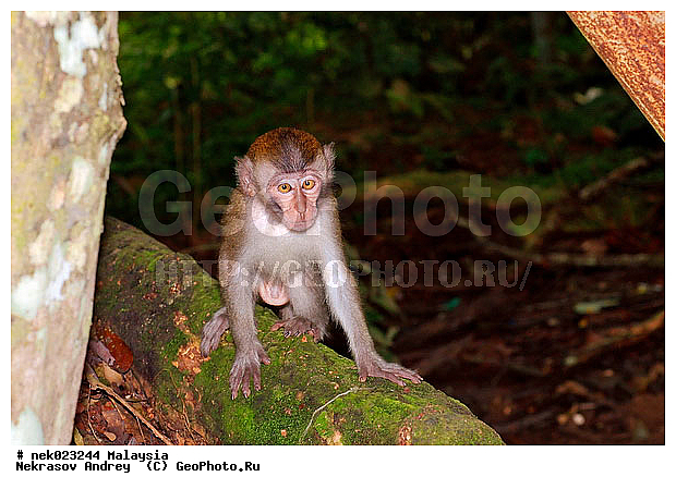 Anthropoidea, Cercopithecidae, Cercopithecinae, Euarchontoglires, Haplorhini, Macaca, Macaca fascicularis, Macacus, Primates, Primates Linnaeus, Simiae, Taman Negara , haplorrhines, primatis, ��������, �������� ��������, ������, ������������, ��������, �����������, �������������, ���������������, ������������, �����������, ������, �������, �������������, ���������, ��������� ��������, ������, ���������, ��������, �������� �����, ������, ���������, �����, ����� �������, ������������� �����, ������ ������, �����, ��������, ��������, ����������, ������, ������ �������, ������������, ������, ����������, ��������, ���������, ��������, �����, ������, �������, ���������, ���������, ���������, �����������, ������, ������, �������, �����������, �����������, �����������, �����������, ������ � �����, �������������, �������������, �����, ������, ������, ������������, ��������