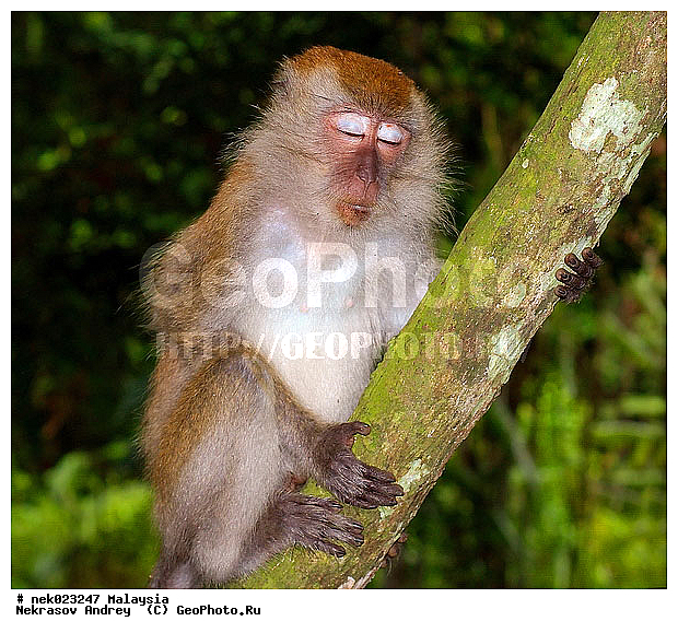 Anthropoidea, Cercopithecidae, Cercopithecinae, Euarchontoglires, Haplorhini, Macaca, Macaca fascicularis, Macacus, Primates, Primates Linnaeus, Simiae, Taman Negara , haplorrhines, primatis, ��������, �������� ��������, ������, ������������, ��������, �����������, �������������, ���������������, ������������, �����������, ������, �������, �������������, ���������, ��������� ��������, ������, ���������, ��������, �������� �����, ������, ���������, �����, ����� �������, ������������� �����, ������ ������, �����, ��������, ��������, ����������, ������, ������ �������, ������������, ������, ����������, ��������, ���������, ��������, �����, ������, �������, ���������, ���������, ���������, �����������, ������, ������, �������, �����������, �����������, �����������, �����������, ������ � �����, �������������, �������������, �����, ������, ������, ������������, ��������
