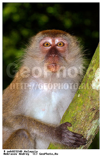 Anthropoidea, Cercopithecidae, Cercopithecinae, Euarchontoglires, Haplorhini, Macaca, Macaca fascicularis, Macacus, Primates, Primates Linnaeus, Simiae, Taman Negara , haplorrhines, primatis, ��������, �������� ��������, ������, ������������, ��������, �����������, �������������, ���������������, ������������, �����������, ������, �������, �������������, ���������, ��������� ��������, ������, ���������, ��������, �������� �����, ������, ������, ���������, ����, �����, �����, ����� �������, ������������� �����, ������ ������, �����, ��������, ��������, ����������, ������, ������, ������ �������, ������������, ������, ����������, ��������, ���������, ��������, �����, ������, �������, ���������, ���������, ���������, �����������, ��������, ������, ������, �������, �����������, �����������, �����������, �����������, ������ � �����, �������������, �������������, �����, ������, ������, ������������, ��������