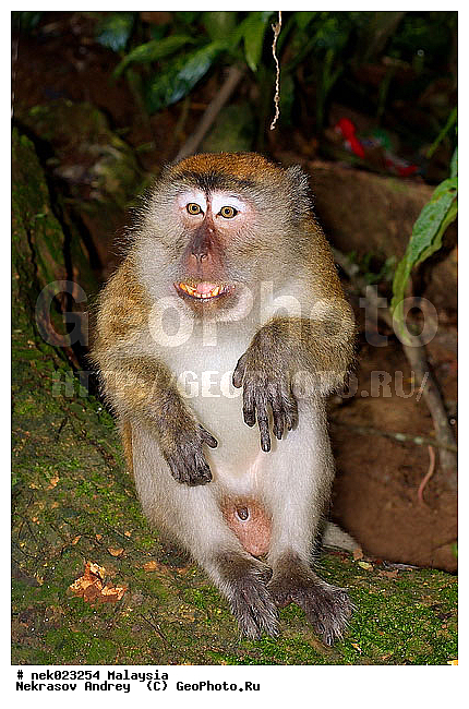 Anthropoidea, Cercopithecidae, Cercopithecinae, Euarchontoglires, Haplorhini, Macaca, Macaca fascicularis, Macacus, Primates, Primates Linnaeus, Simiae, Taman Negara , haplorrhines, primatis, ��������, �������� ��������, ������, ������������, ��������, �����������, �������������, ���������������, ������������, �����������, ������, �������, �������������, ���������, ��������� ��������, ������, ���������, ��������, �������� �����, ������, ���������, �����, ����� �������, ������������� �����, ������ ������, �����, ��������, ��������, ����������, ������, ������ �������, ������������, ������, ����������, ��������, ���������, ��������, �����, ������, �������, ���������, ���������, ���������, �����������, ������, ������, �������, �����������, �����������, �����������, �����������, ������ � �����, �������������, �������������, �����, ������, ������, ������������, ��������