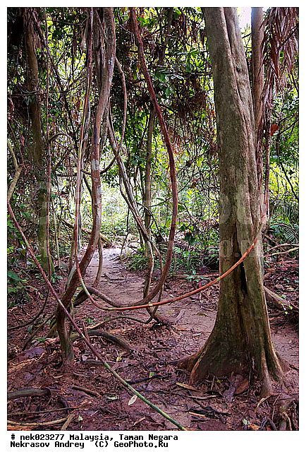 Taman Negara, ��������, ����� ������, ������, ����, ���������, �������, �������, ������ ������, ��������, ����������, ���������� Taman Negara, ���������� ����� ������, ���, ������, �����, �������, �����������, ��������������, ����, ������, ������, �������, ����������� ���, ������ � �����