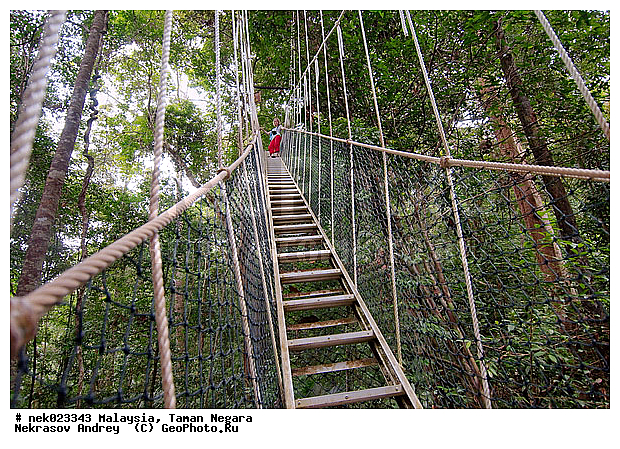 Taman Negara, ��������, ����� ������, ������, ����, ���������, �������, �������, ������ ������, ��������, ����������, ���������� Taman Negara, ���������� ����� ������, ���, ������, �����, ��������� ������, ��������� ����, �������, �����������, ��������������, ����, ������, ������, �������, ����������� ���, ������ � �����