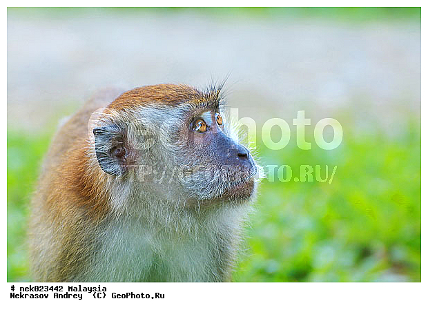 Anthropoidea, Cercopithecidae, Cercopithecinae, Euarchontoglires, Haplorhini, Macaca, Macaca fascicularis, Macacus, Primates, Primates Linnaeus, Simiae, Taman Negara , haplorrhines, primatis, ��������, �������� ��������, ������, ������������, ��������, �����������, �������������, ���������������, ������������, �����������, ������, �������, �������������, ���������, ��������� ��������, ������, ���������, ��������, �������� �����, ������, ���������, �����, ����� �������, ������������� �����, ������ ������, �����, ��������, ��������, ����������, ������, ������ �������, ������������, ������, ����������, ��������, ���������, ��������, �����, ������, �������, ���������, ���������, ���������, �����������, ������, ������, �������, �����������, �����������, �����������, �����������, ������ � �����, �������������, �������������, �����, ������, ������, ������������, ��������