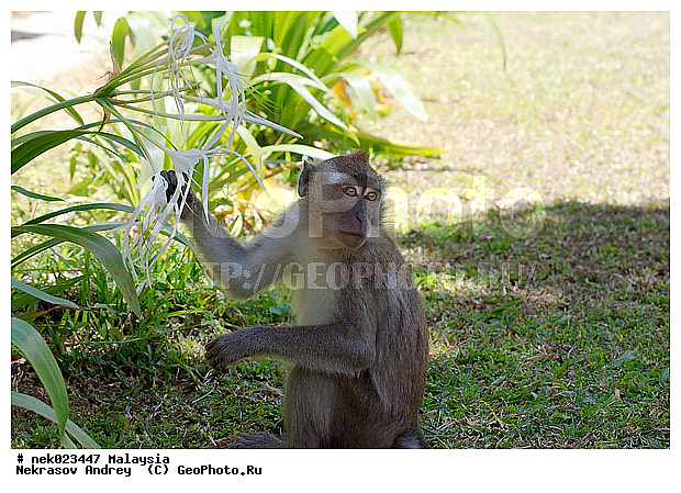 Anthropoidea, Cercopithecidae, Cercopithecinae, Euarchontoglires, Haplorhini, Macaca, Macaca fascicularis, Macacus, Primates, Primates Linnaeus, Simiae, Taman Negara , haplorrhines, primatis, ��������, �������� ��������, ������, ������������, ��������, �����������, �������������, ���������������, ������������, �����������, ������, �������, �������������, ���������, ��������� ��������, ������, ���������, ��������, �������� �����, ������, ���������, �����, ����� �������, ������������� �����, ������ ������, �����, ��������, ��������, ����������, ������, ������ �������, ������������, ������, ����������, ��������, ���������, ��������, �����, ������, �������, ���������, ���������, ���������, �����������, ������, ������, �������, �����������, �����������, �����������, �����������, ������ � �����, �������������, �������������, �����, ������, ������, ������������, ��������