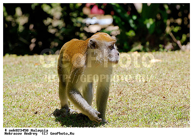 Anthropoidea, Cercopithecidae, Cercopithecinae, Euarchontoglires, Haplorhini, Macaca, Macaca fascicularis, Macacus, Primates, Primates Linnaeus, Simiae, Taman Negara , haplorrhines, primatis, ��������, �������� ��������, ������, ������������, ��������, �����������, �������������, ���������������, ������������, �����������, ������, �������, �������������, ���������, ��������� ��������, ������, ���������, ��������, �������� �����, ������, ���������, �����, ����� �������, ������������� �����, ������ ������, �����, ��������, ��������, ����������, ������, ������ �������, ������������, ������, ����������, ��������, ���������, ��������, �����, ������, �������, ���������, ���������, ���������, �����������, ������, ������, �������, �����������, �����������, �����������, �����������, ������ � �����, �������������, �������������, �����, ������, ������, ������������, ��������