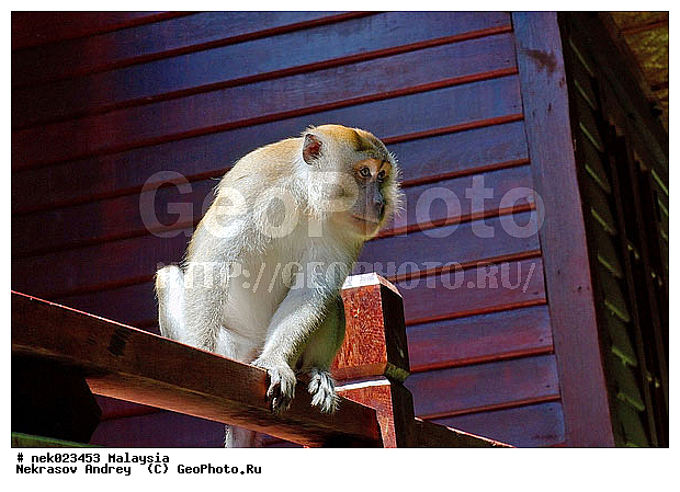 Anthropoidea, Cercopithecidae, Cercopithecinae, Euarchontoglires, Haplorhini, Macaca, Macaca fascicularis, Macacus, Primates, Primates Linnaeus, Simiae, Taman Negara , haplorrhines, primatis, ��������, �������� ��������, ������, ������������, ��������, �����������, �������������, ���������������, ������������, �����������, ������, �������, �������������, ���������, ��������� ��������, ������, ���������, ��������, �������� �����, ������, ���������, �����, ����� �������, ������������� �����, ������ ������, �����, ��������, ��������, ����������, ������, ������ �������, ������������, ������, ����������, ��������, ���������, ��������, �����, ������, �������, ���������, ���������, ���������, �����������, ������, ������, �������, �����������, �����������, �����������, �����������, ������ � �����, �������������, �������������, �����, ������, ������, ������������, ��������