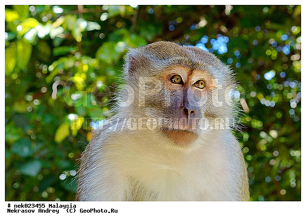 Anthropoidea, Cercopithecidae, Cercopithecinae, Euarchontoglires, Haplorhini, Macaca, Macaca fascicularis, Macacus, Primates, Primates Linnaeus, Simiae, Taman Negara , haplorrhines, primatis, ��������, �������� ��������, ������, ������������, ��������, �����������, �������������, ���������������, ������������, �����������, ������, �������, �������������, ���������, ��������� ��������, ������, ���������, ��������, �������� �����, ������, ���������, �����, ����� �������, ������������� �����, ������ ������, �����, ��������, ��������, ����������, ������, ������ �������, ������������, ������, ����������, ��������, ���������, ��������, �����, ������, �������, ���������, ���������, ���������, �����������, ������, ������, �������, �����������, �����������, �����������, �����������, ������ � �����, �������������, �������������, �����, ������, ������, ������������, ��������