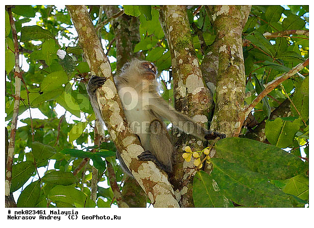 Anthropoidea, Cercopithecidae, Cercopithecinae, Euarchontoglires, Haplorhini, Macaca, Macaca fascicularis, Macacus, Primates, Primates Linnaeus, Simiae, Taman Negara , haplorrhines, primatis, ��������, �������� ��������, ������, ������������, ��������, �����������, �������������, ���������������, ������������, �����������, ������, �������, �������������, ���������, ��������� ��������, ������, ���������, ��������, �������� �����, ������, ���������, �����, ����� �������, ������������� �����, ������ ������, �����, ��������, ��������, ����������, ������, ������ �������, ������������, ������, ����������, ��������, ���������, ��������, �����, ������, �������, ���������, ���������, ���������, �����������, ������, ������, �������, �����������, �����������, �����������, �����������, ������ � �����, �������������, �������������, �����, ������, ������, ������������, ��������