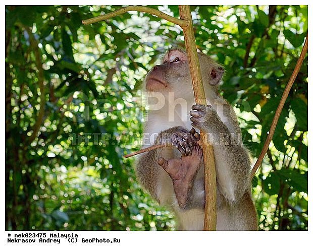 Anthropoidea, Cercopithecidae, Cercopithecinae, Euarchontoglires, Haplorhini, Macaca, Macaca fascicularis, Macacus, Primates, Primates Linnaeus, Simiae, Taman Negara , haplorrhines, primatis, ��������, �������� ��������, ������, ������������, ��������, �����������, �������������, ���������������, ������������, �����������, ������, �������, �������������, ���������, ��������� ��������, ������, ���������, ��������, �������� �����, ������, ���������, �����, ����� �������, ������������� �����, ������ ������, �����, ��������, ��������, ����������, ������, ������ �������, ������������, ������, ����������, ��������, ���������, ��������, �����, ������, �������, ���������, ���������, ���������, �����������, ������, ������, �������, �����������, �����������, �����������, �����������, ������ � �����, �������������, �������������, �����, ������, ������, ������������, ��������