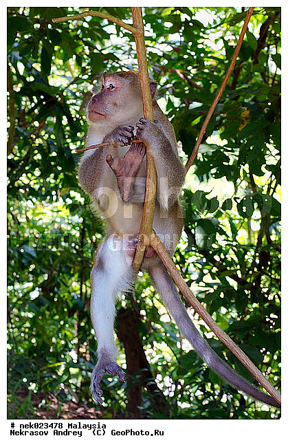 Anthropoidea, Cercopithecidae, Cercopithecinae, Euarchontoglires, Haplorhini, Macaca, Macaca fascicularis, Macacus, Primates, Primates Linnaeus, Simiae, Taman Negara , haplorrhines, primatis, ��������, �������� ��������, ������, ������������, ��������, �����������, �������������, ���������������, ������������, �����������, ������, �������, �������������, ���������, ��������� ��������, ������, ���������, ��������, �������� �����, ������, ���������, �����, ����� �������, ������������� �����, ������ ������, �����, ��������, ��������, ����������, ������, ������ �������, ������������, ������, ����������, ��������, ���������, ��������, �����, ������, �������, ���������, ���������, ���������, �����������, ������, ������, �������, �����������, �����������, �����������, �����������, ������ � �����, �������������, �������������, �����, ������, ������, ������������, ��������