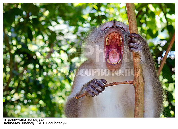 Anthropoidea, Cercopithecidae, Cercopithecinae, Euarchontoglires, Haplorhini, Macaca, Macaca fascicularis, Macacus, Primates, Primates Linnaeus, Simiae, Taman Negara , haplorrhines, primatis, ��������, �������� ��������, ������, ������������, ��������, �����������, �������������, ���������������, ������������, �����������, ������, �������, �������������, ���������, ��������� ��������, ������, ���������, ��������, �������� �����, ������, ���������, �����, ����� �������, ������������� �����, ������ ������, �����, ��������, ��������, ����������, ������, ������ �������, ������������, ������, ����������, ��������, ���������, ��������, �����, ������, �������, ���������, ���������, ���������, �����������, ������, ������, �������, �����������, �����������, �����������, �����������, ������ � �����, �������������, �������������, �����, ������, ������, ������������, ��������